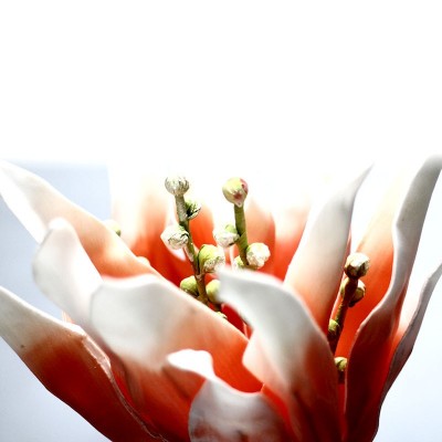 Flori ornamentale 05