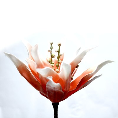 Flori ornamentale 05