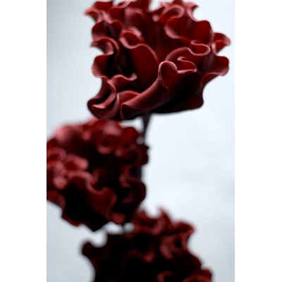 Flori ornamentale 02