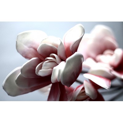 Flori ornamentale 01